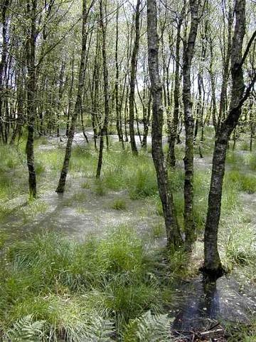 Foto aus dem Naturschutzgebiet Neustädter Moor