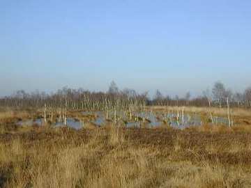 Foto aus dem Naturschutzgebiet Großes Renzeler Moor