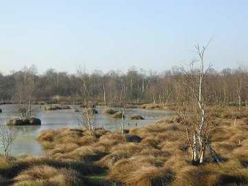 Foto aus dem Naturschutzgebiet Großes Renzeler Moor