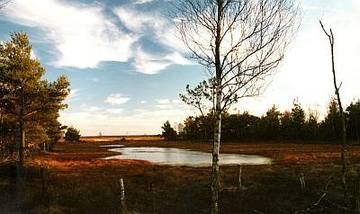 Bissendorfer Moor