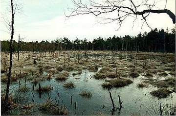 Bissendorfer Moor