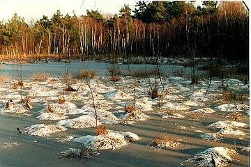 Bissendorfer Moor