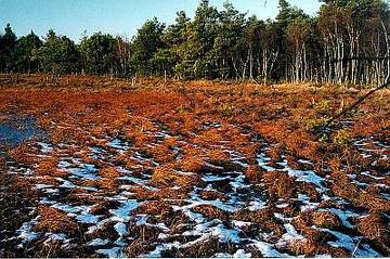 Bissendorfer Moor