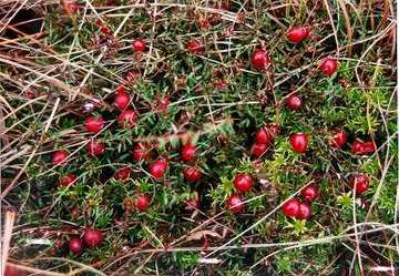 Bissendorfer Moor