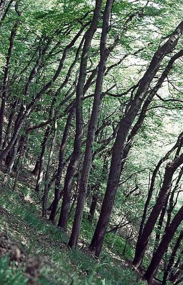 Mühlenberg bei Pegestorf