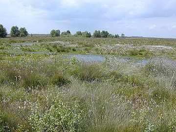 LRT 7120 - Renaturierungsfähiges, degradiertes Hochmoor