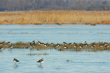 Rastende Kiebitze