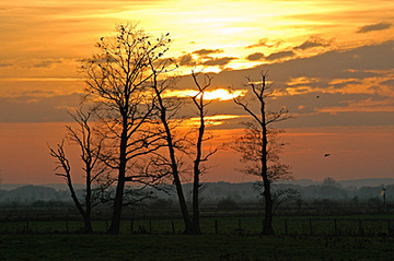 Erlengruppe im Abendrot