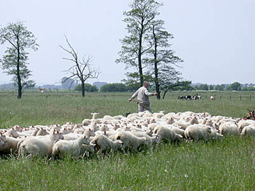 Großflächige Schafbeweidung
