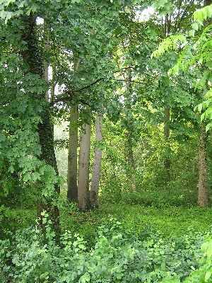 Alter Schlosspark Wrisbergholzen