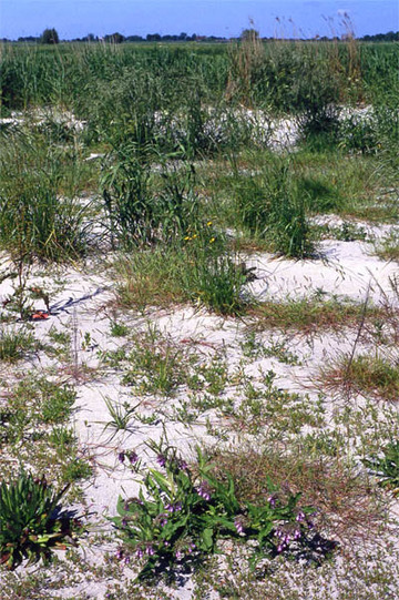 Spülsaum am Weserstrand