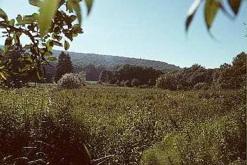 Alte Teichanlage an der Rinderweide