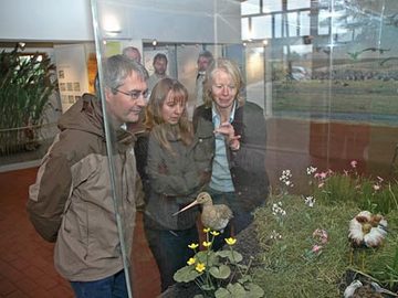 Lebensraum Feuchtwiese als Diorama mit Wiesenvogelpräparaten