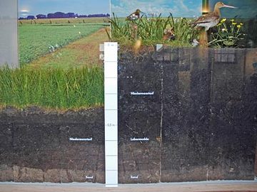 Vergleich der Bodenprofile zwischen intaktem Niedermoor und degeneriertem Niedermoor