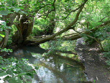 Der Röbbelbach