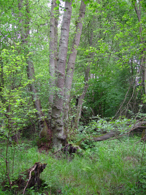 Erlen-Eschenwald