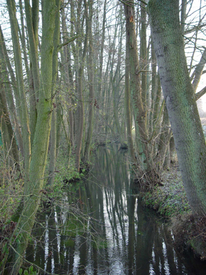 Der Röbbelbach im Winter