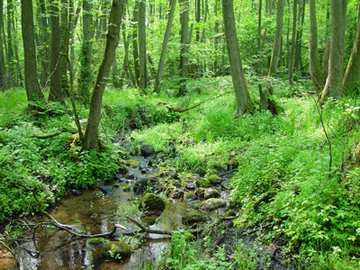 Bachoberlauf im Auenwald