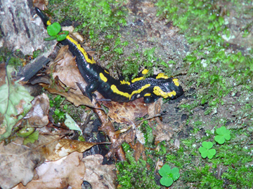 Feuersalamander