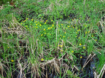 Frühlingsaspekt im Auwald