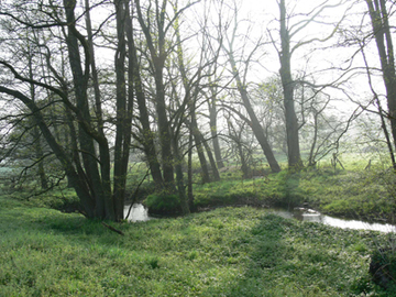 Naturnaher Bachabschnitt im Unterlauf