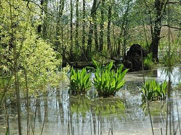 Am Rande des Naturschutzgebietes haben sich kleine Bruchwaldbereiche erhalten.