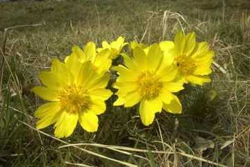 Frühlings-Adonisröschen (Adonis vernalis)