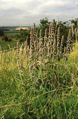 Deutscher Ziest (Stachys germanica)