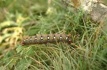 Raupe vom Wolfsmilchschwärmer (Hyles euphorbiae)