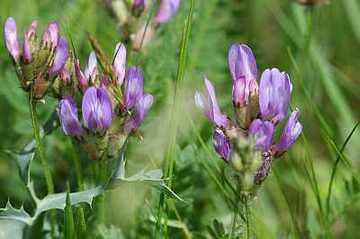 Dänischer Tragant (Astragalus danicus)