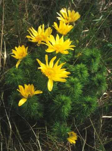 Frühlings-Adonisröschen (Adonis vernalis)