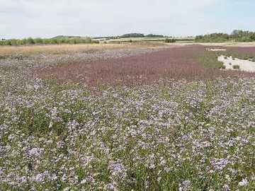 Salzwiese Seckertrift