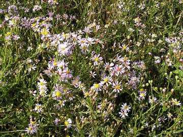 Strand-Aster (Aster tripolium)