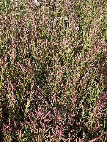 Queller (Salicornia europaea)
