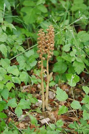 Vogel-Nestwurz (Neottia nidus-avis)