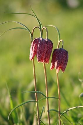 Gewöhnliche Schachblume