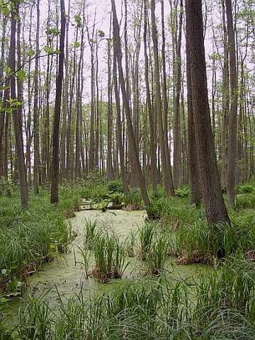 Erlen-Bruchwald