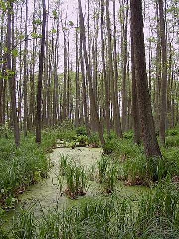 Erlen-Bruchwald