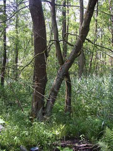 Erlen-Bruchwald