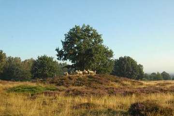 Hügelgräberheide bei Groß und Klein Berßen (Foto: T. Böckermann)