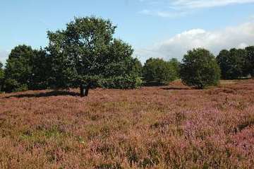 Hügelgräberheide bei Groß und Klein Berßen (Foto: T. Böckermann)