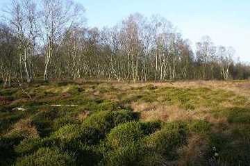 Wasserkruger Moor