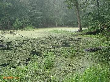 Steingrabental - Mackenröder Wald (Erdfallgewässer)