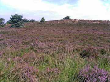 Blick in das Naturschutzgebiet "Itterbecker Heide"