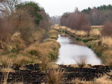 Blicks ins Naturschutzgebiet "Vehnemoor"