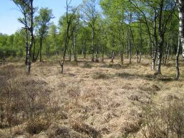 Moor-Birkenwald mit Pfeifengras