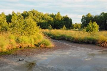 Vegetation am Randes eines ehemaligen Torfstiches