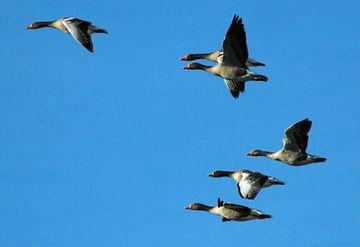 Graugänse über den Huntewiesen