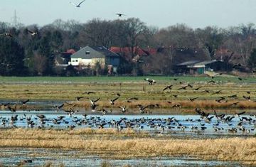 Landende Gänse in den teilweise überfluteten Huntewiesen