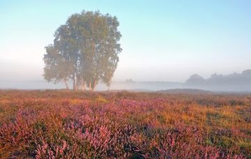 Blühende Heide im Morgendunst